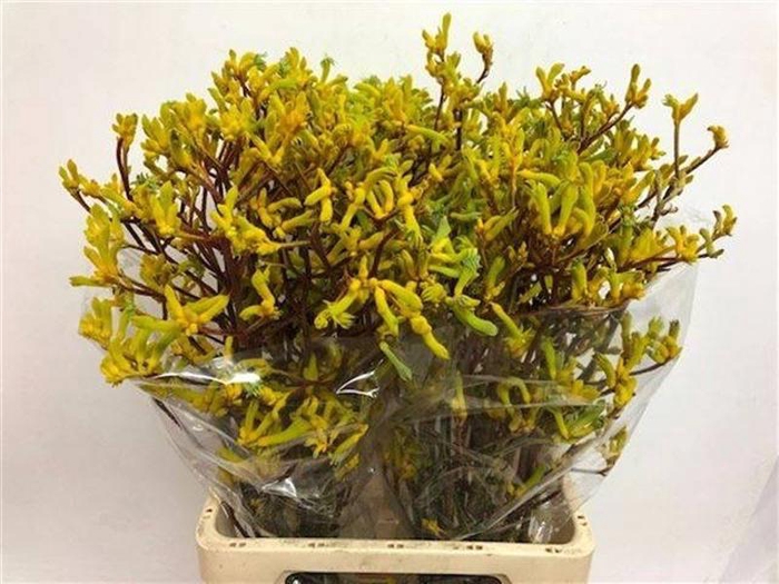 <h4>Anigozanthos Yellow Gem Zvi</h4>