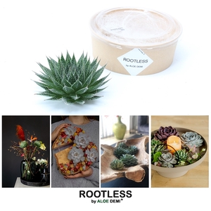 ROOTLESS Aloe aristata magic 12-14 cm kraft box DIY