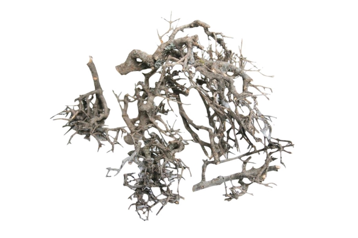 Branch  Bonsai 10 Pcs L25W20H15