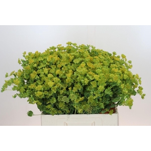 Bupleurum Griffithii