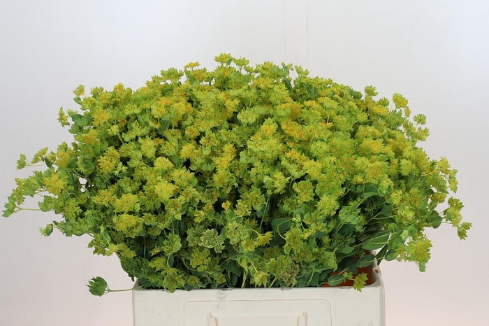 <h4>Bupleurum Griffithii</h4>