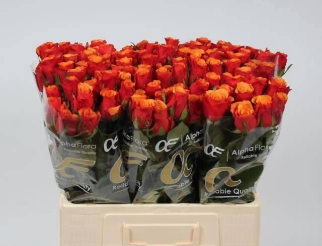 <h4>R GR ESPANA@</h4>