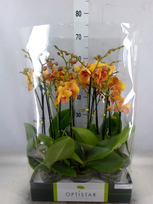 <h4>Phalaenopsis   ...orange</h4>