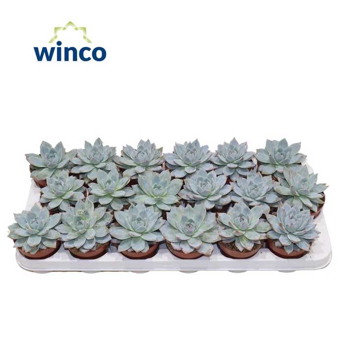 <h4>Echeveria Bluebird</h4>