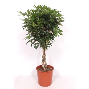 Schefflera arboricola 'Compacta'