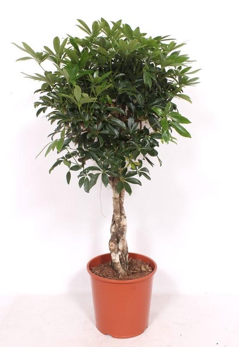 <h4>Schefflera arboricola 'Compacta'</h4>