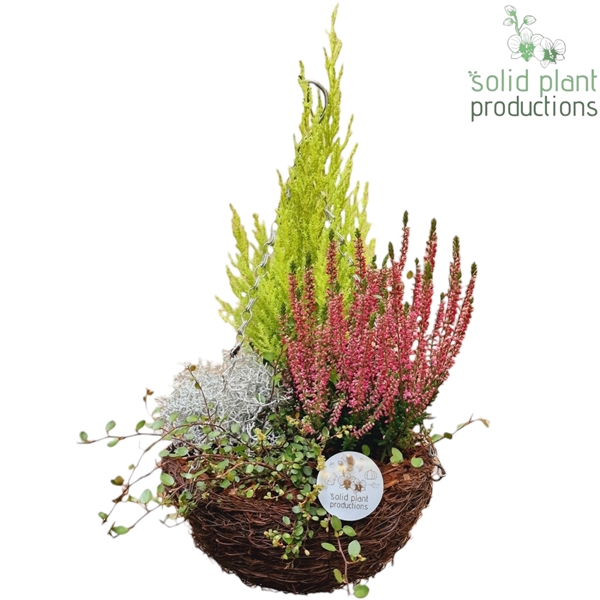 <h4>SHMC001 Salim Hanging Basket Medium Cupressus</h4>