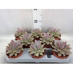 Succulents   ...