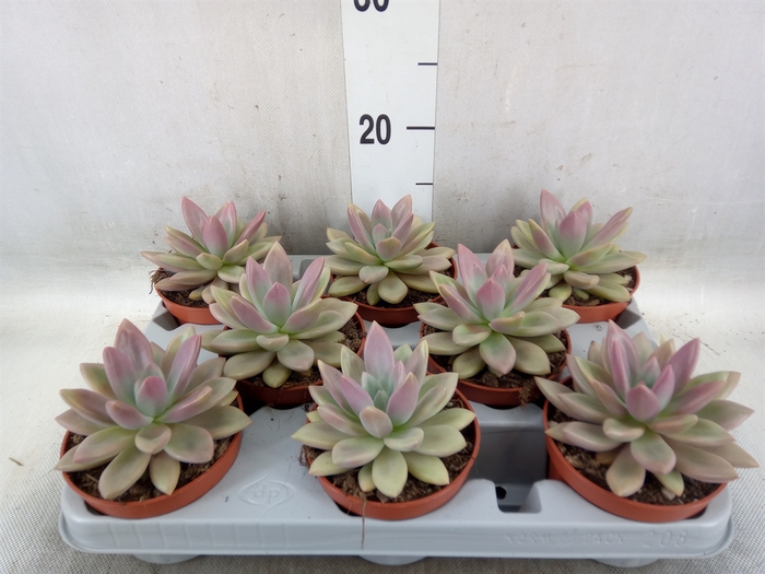 <h4>Succulents   ...</h4>