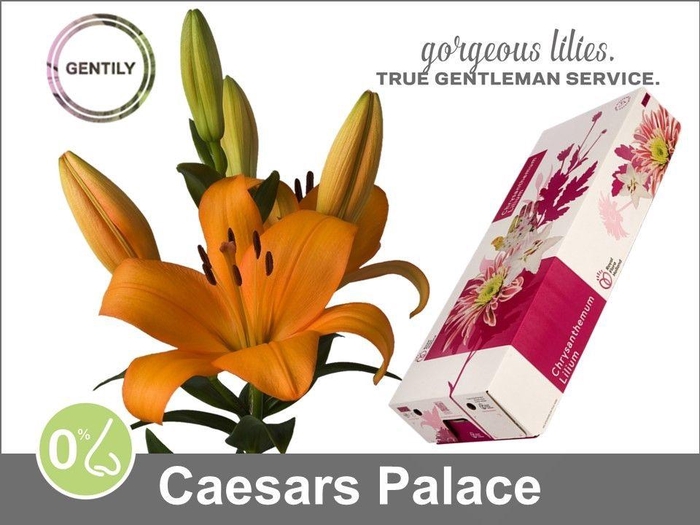 <h4>Li La Caesars Palace 5+</h4>