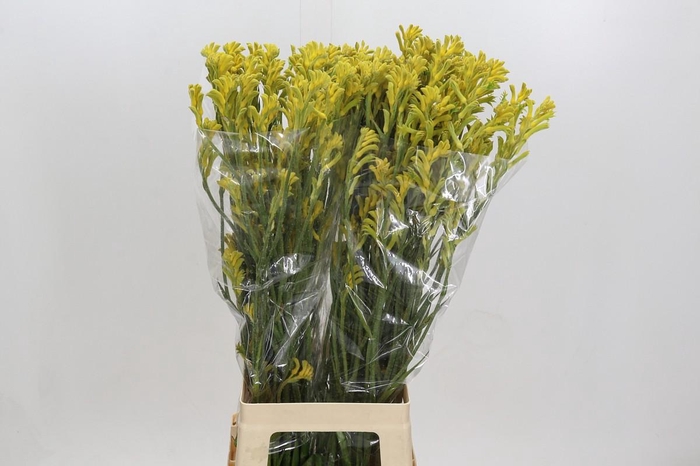 <h4>Anigozanthos Bush Gold</h4>