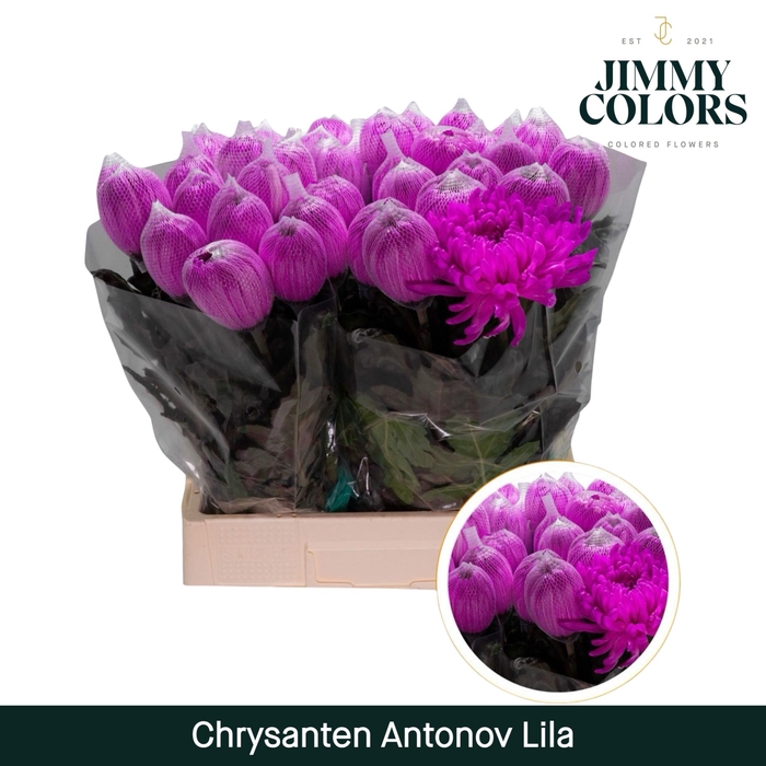 <h4>Chr G Antonov Lila</h4>