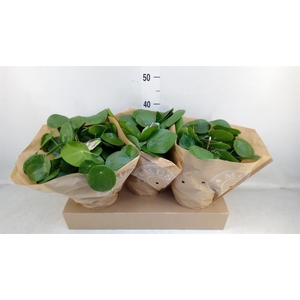 Pilea peperomioides