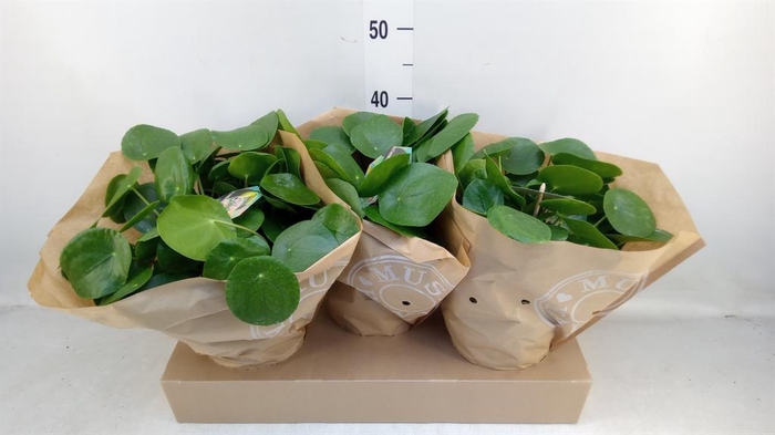 <h4>Pilea peperomioides</h4>