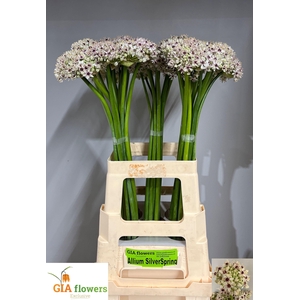 ALLIUM SILVERSPRING