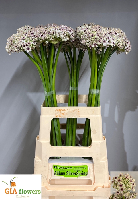 <h4>ALLIUM SILVERSPRING</h4>