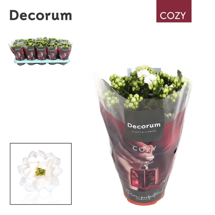 <h4>Kalanchoe Decorum Cozy - White - kerst</h4>