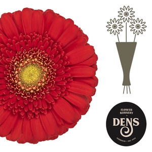 Germini Ketchup Water