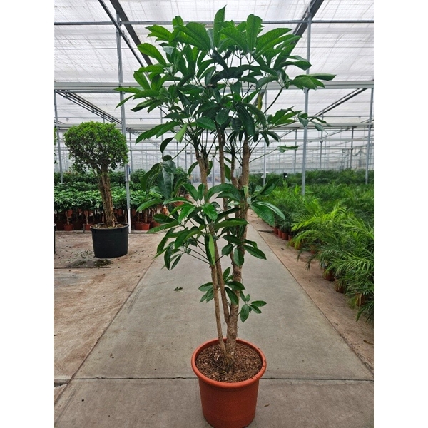 <h4>Schefflera actinophylla 'Amate’</h4>