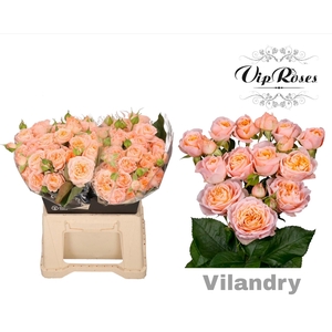 R TR VILANDRY