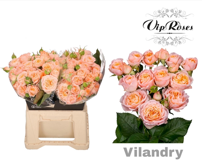 <h4>R TR VILANDRY</h4>