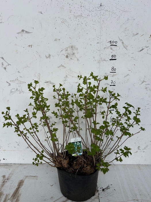 <h4>VIBU OP ROSEUM</h4>