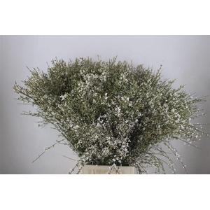 Ginster 400gr White P Bunch