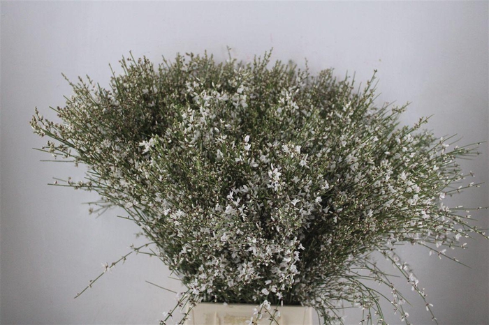 <h4>Ginster 400gr White P Bunch</h4>