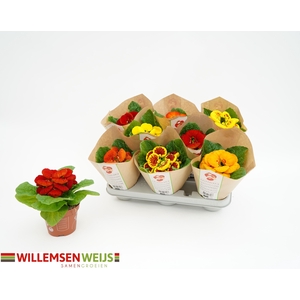 CALC X HERBEOHYBRIDA