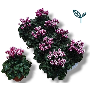 Cyclamen-FANTASIA PAARS