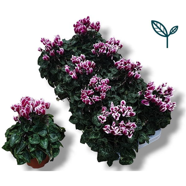 <h4>Cyclamen-FANTASIA PAARS</h4>