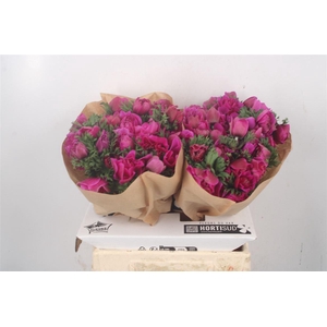 Anemone Fullstar Sylphide