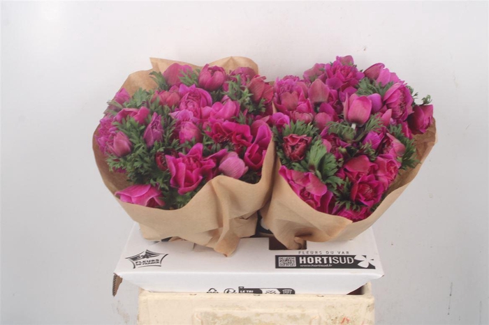 <h4>Anemone Fullstar Sylphide</h4>