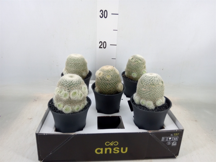 <h4>Cactus   ...</h4>