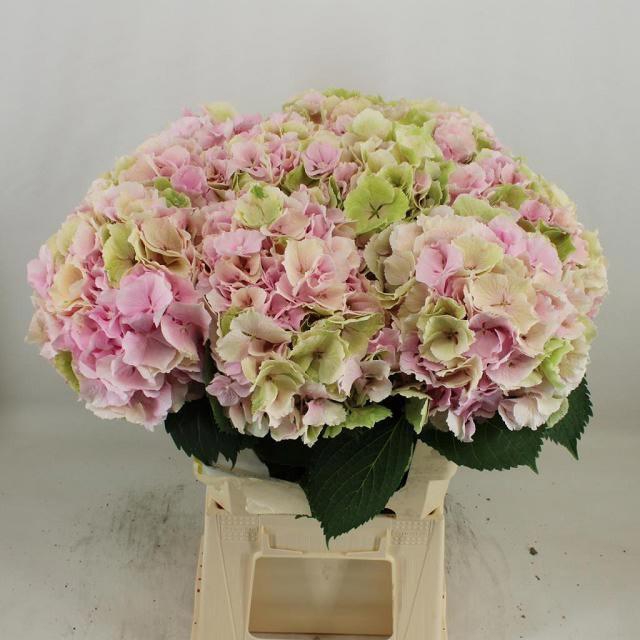 <h4>HYDR M CH VERENA CL</h4>