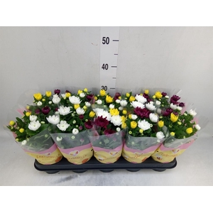 Chrysanthemum   ..mix/pot