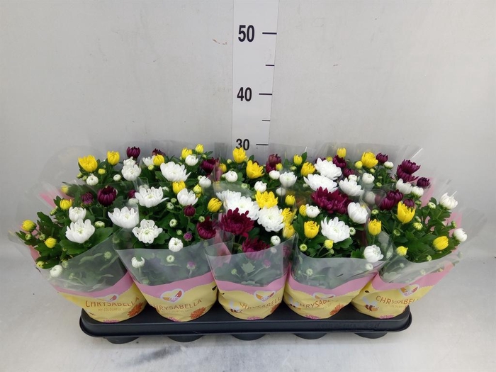 <h4>Chrysanthemum ..mix/pot</h4>