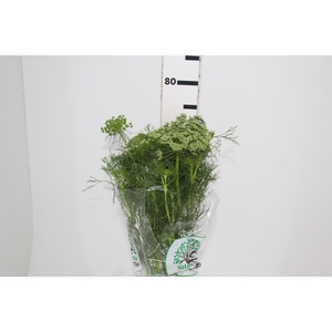 AMMI MAJUS 060 CM