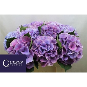 Hydr M Royal Love B