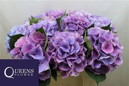 <h4>Hydr M Royal Love B</h4>