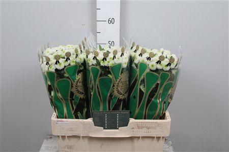 <h4>Chr S Collin</h4>