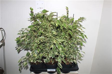 <h4>Fic Be Twilight</h4>