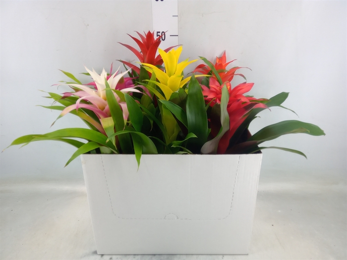 <h4>Guzmania   ...mix</h4>