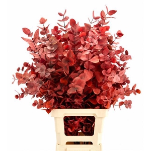 Euc. Cinerea Preserved Red