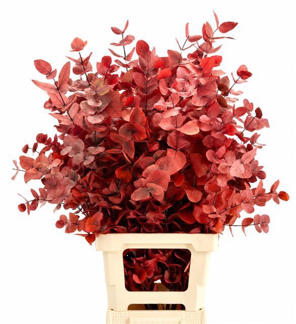 <h4>Euc. Cinerea Preserved Red</h4>