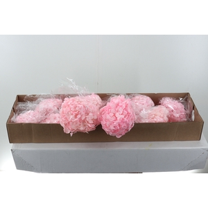 Hydr Preserved Light Pink Jumbo