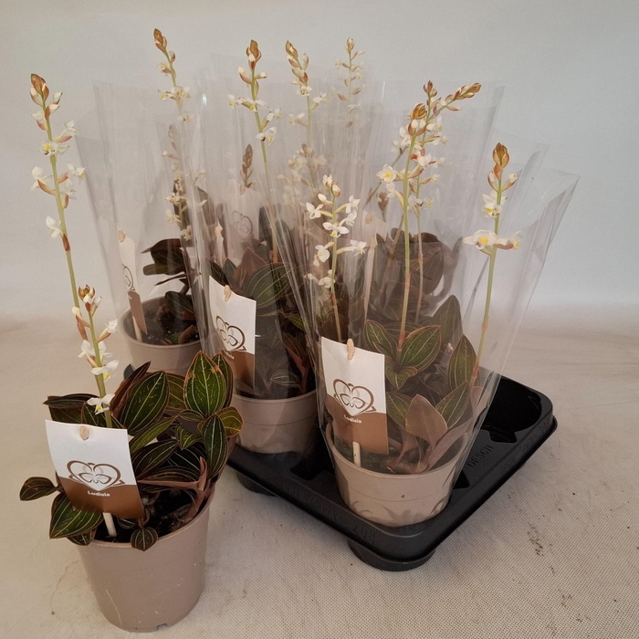 <h4>LUD DISCOLOR</h4>