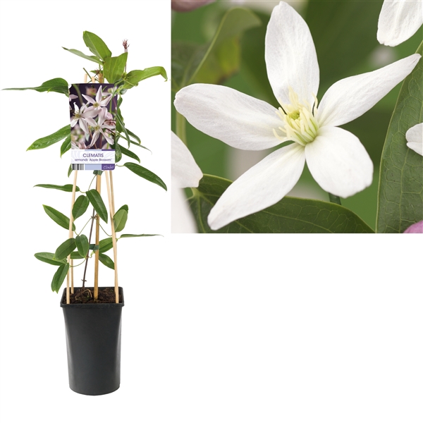 <h4>Clematis armandii 'Apple Blossom' +light label</h4>