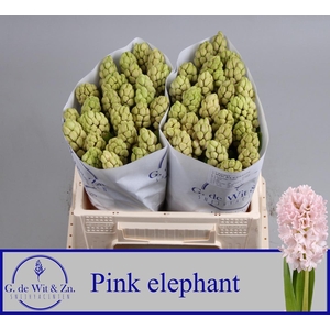 HYAC PINK ELEPHANT