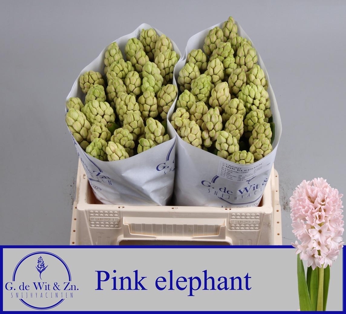 <h4>HYAC PINK ELEPHANT</h4>